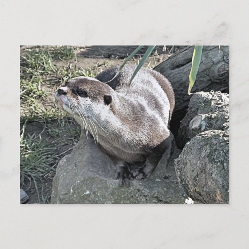 CUTE OTTER POSTCARD