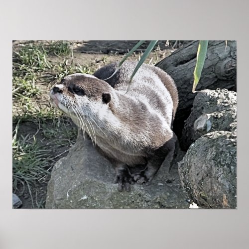 CUTE OTTER  POSTER