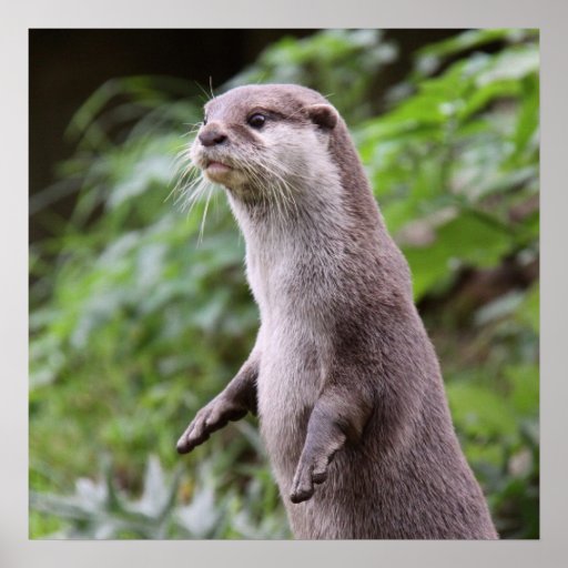 Cute Otter standing up Posters | Zazzle