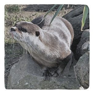 CUTE OTTER TRIVET