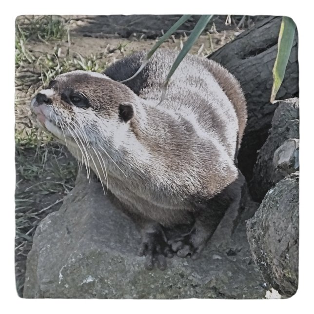 CUTE OTTER   TRIVET (Front)