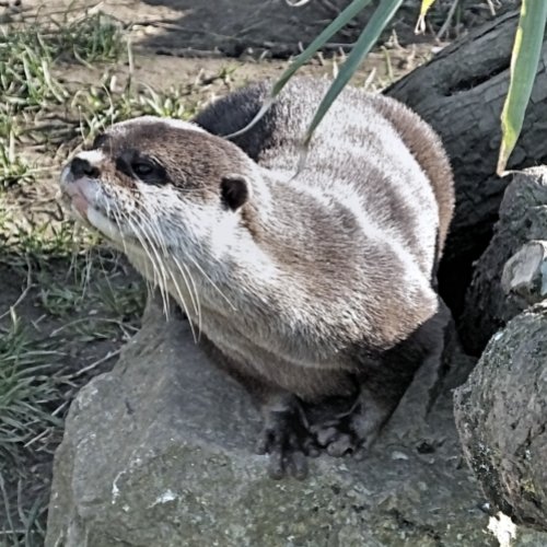 CUTE OTTER   WALL DECAL