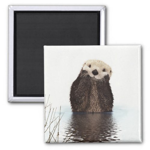 Cute Otter Wildlife Image Magnet