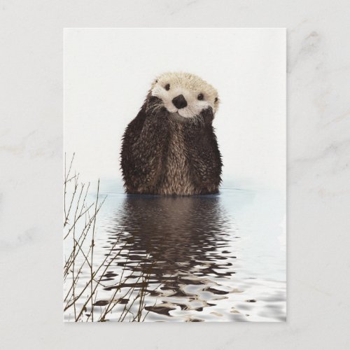 Cute Otter Wildlife Image Postcard