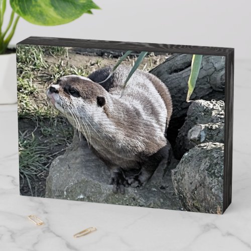 CUTE OTTER  WOODEN BOX SIGN