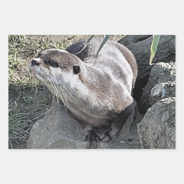 CUTE OTTER   WRAPPING PAPER SHEETS (Front 2)