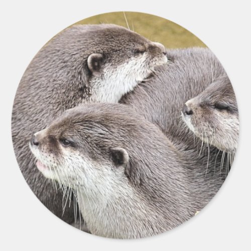 CUTE OTTERS CLASSIC ROUND STICKER