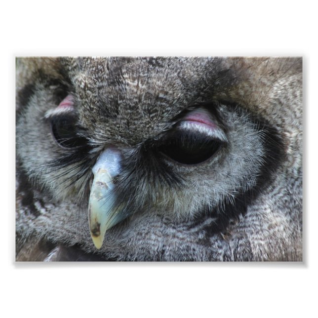 Cute Owl Photo Print (Front)