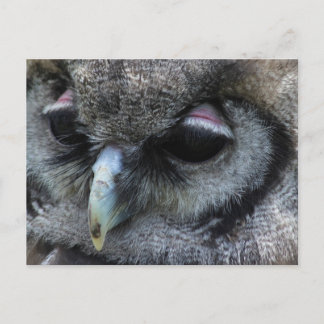 Cute Owl Postcard