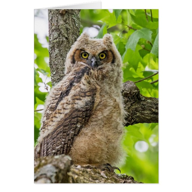Cute Owlet Cards (Front)