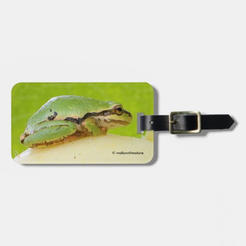 Cute Pacific Tree Frog on Summer Squash Luggage Tag