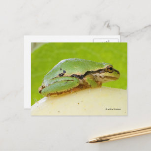 Cute Pacific Tree Frog on Summer Squash Postcard
