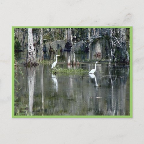 Cute Pair Of Louisiana Herons In Water Near Morgan Postcard