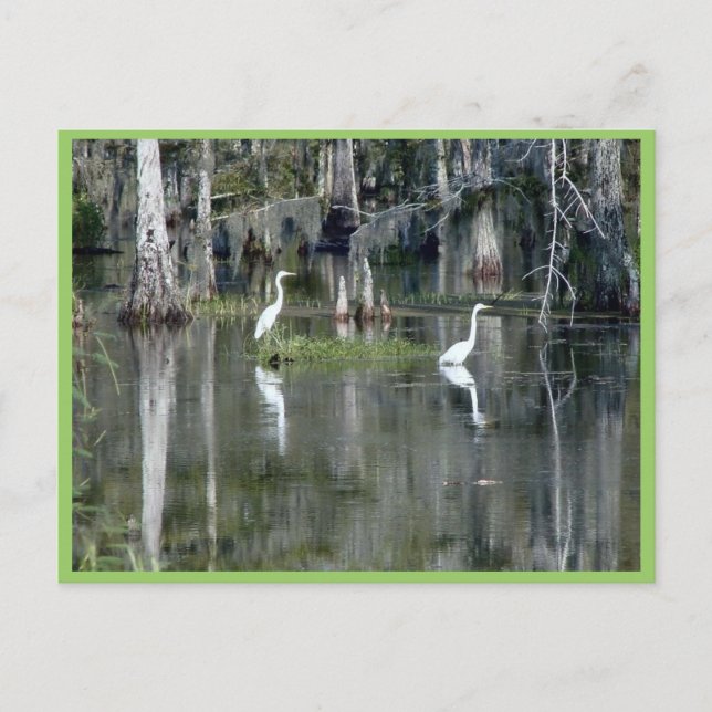 Cute Pair Of Louisiana Herons In Water Near Morgan Postcard (Front)