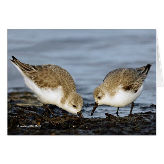 Cute Pair of Sanderlings Sandpipers Shares a Meal (Front Horizontal)