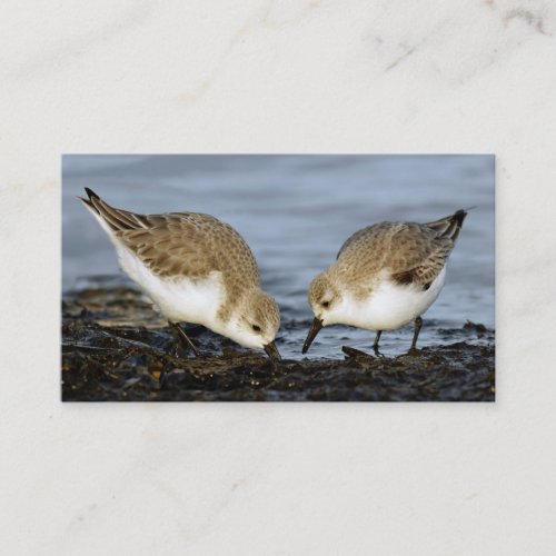 Cute Pair of Sanderlings Sandpipers Shares a Meal Business Card
