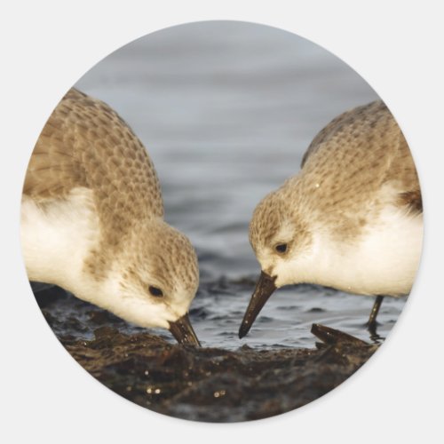 Cute Pair of Sanderlings Sandpipers Shares a Meal Classic Round Sticker