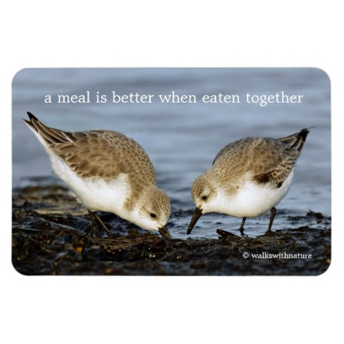 Cute Pair of Sanderlings Sandpipers Shares a Meal Magnet