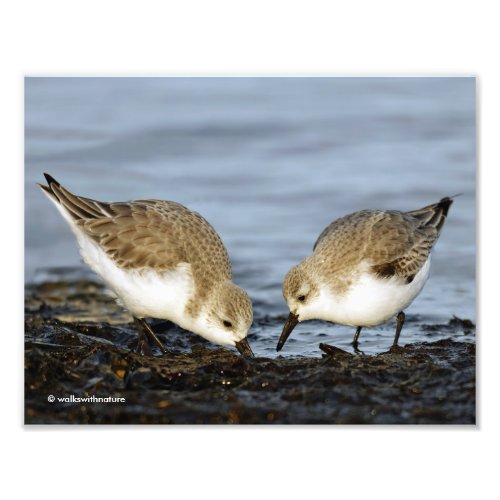 Cute Pair of Sanderlings Sandpipers Shares a Meal Photo Print