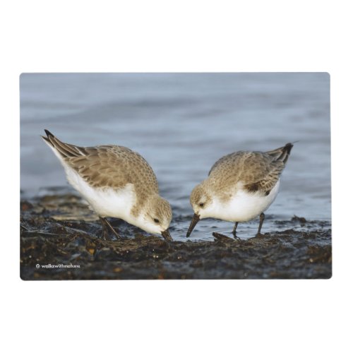 Cute Pair of Sanderlings Sandpipers Shares a Meal Placemat
