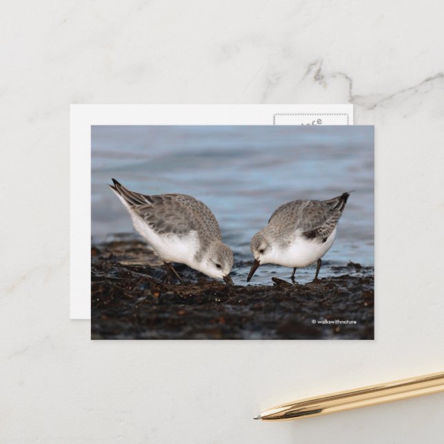 Cute Pair of Sanderlings Sandpipers Shares a Meal Postcard (Front/Back In Situ)