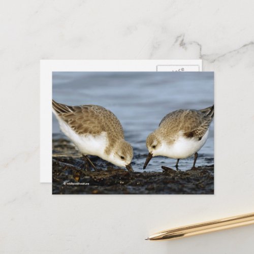Cute Pair of Sanderlings Sandpipers Shares a Meal Postcard