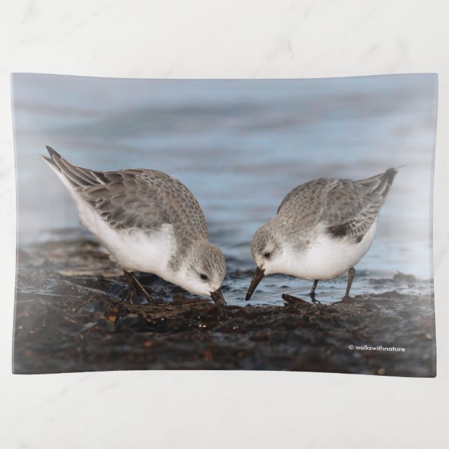 Cute Pair of Sanderlings Sandpipers Shares a Meal Trinket Tray (Front)