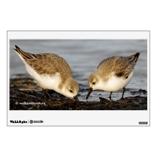 Cute Pair of Sanderlings Sandpipers Shares a Meal Wall Sticker