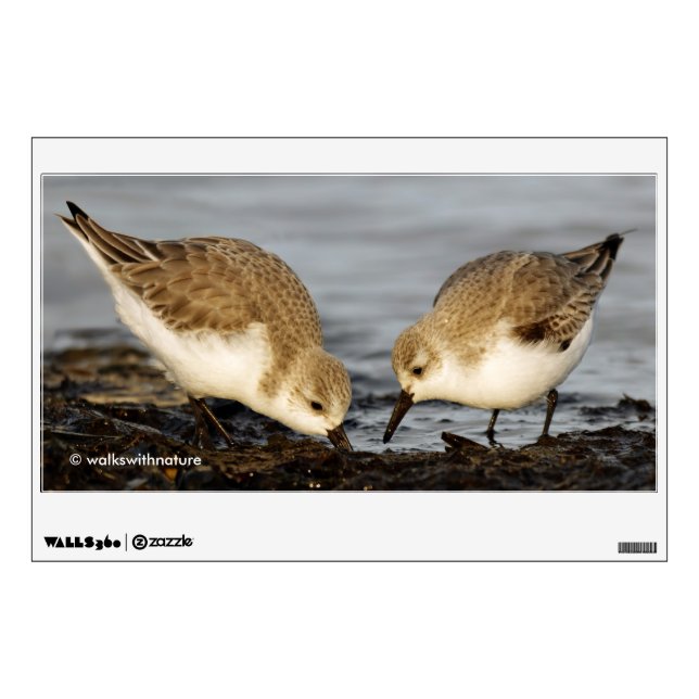 Cute Pair of Sanderlings Sandpipers Shares a Meal Wall Sticker (Front)