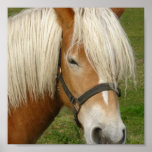 Cute Palomino Pony Poster