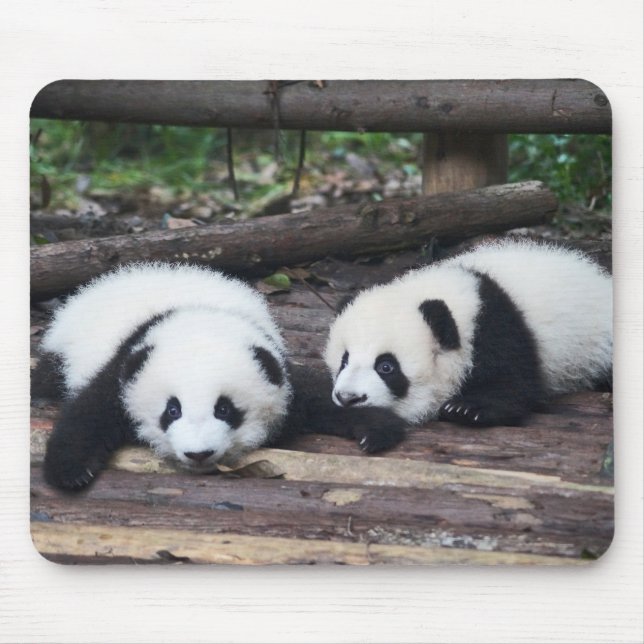 Cute Panda Babies Mouse Pad (Front)