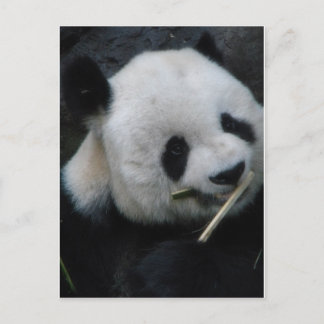 Cute Panda Eating Bamboo Postcard
