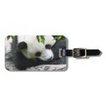 Cute Panda Luggage Tag
