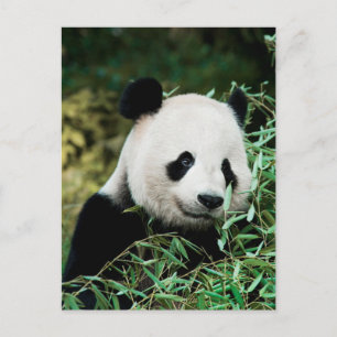 Cute Panda Photo Postcard