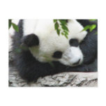 Cute Panda Postcard