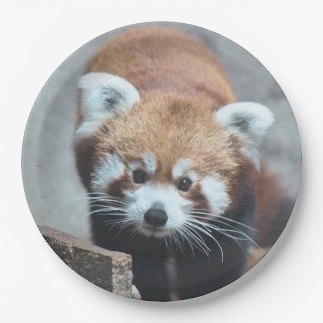 Cute Paper Plates (Front)