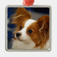 Cute Papillon Dog