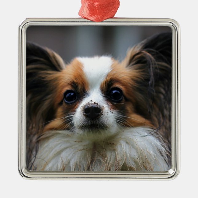 Cute papillon dog metal ornament (Front)