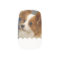 Cute Papillon Dog