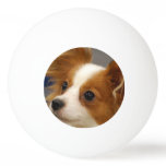 Cute Papillon Dog Ping-Pong Ball