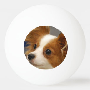 Cute Papillon Dog Ping-Pong Ball
