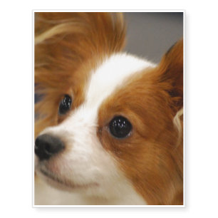 Cute Papillon Dog Temporary Tattoos