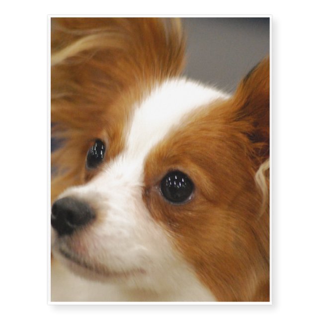 Cute Papillon Dog Temporary Tattoos (Front)