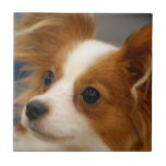 Cute Papillon Dog Tile