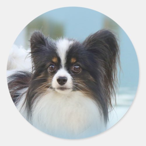 Cute Papillon Toy Spaniel Dog at the Dock Classic Round Sticker
