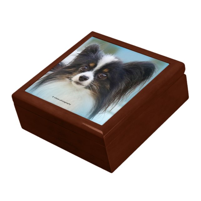 Cute Papillon Toy Spaniel Dog at the Dock Gift Box (Side)