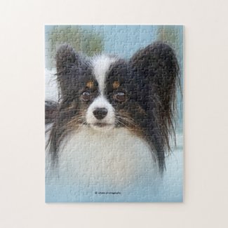 Cute Papillon Toy Spaniel Dog at the Dock