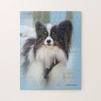 Cute Papillon Toy Spaniel Dog at the Dock