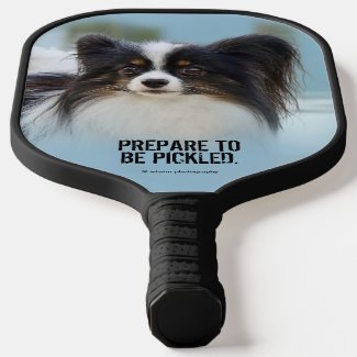 Cute Papillon Toy Spaniel Dog at the Dock