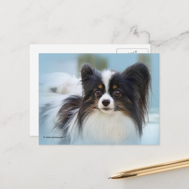 Cute Papillon Toy Spaniel Dog at the Dock Postcard (Front/Back In Situ)